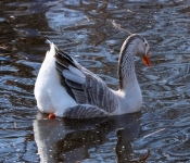 2019 03 17 Veterns MemorialPark 008